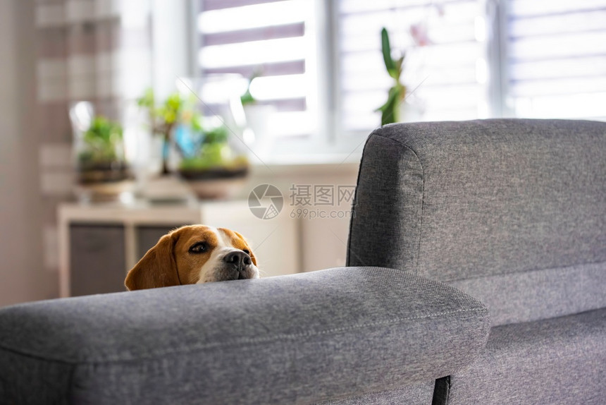 Beagle狗睡着了在有趣的位置上休息美丽的狗肖像睡在沙发上休息的头部室内背景睡在沙发上休息的头部图片