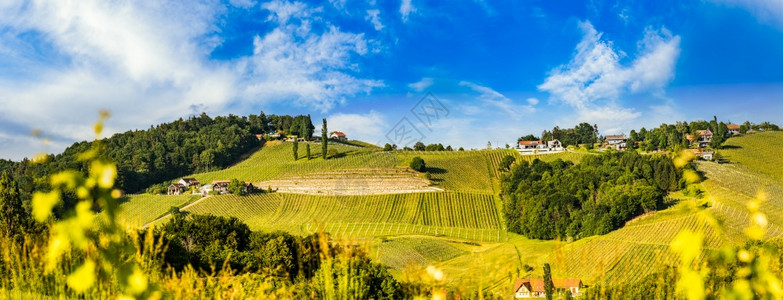 南施蒂里亚旅游景点葡萄酒种植地图片