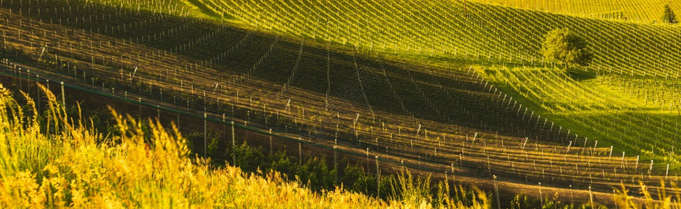 芭莎男士在奥地利的春天一个美丽的葡萄园庄稼在奥地利的春天一个美丽的葡萄园庄稼白酒的著名地方葡萄园背景奥地利的春天白葡萄酒的著名地方背景