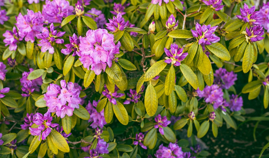 春紫花在绿树上抽象的柔软花岗背景春紫花在绿树上的照片图片