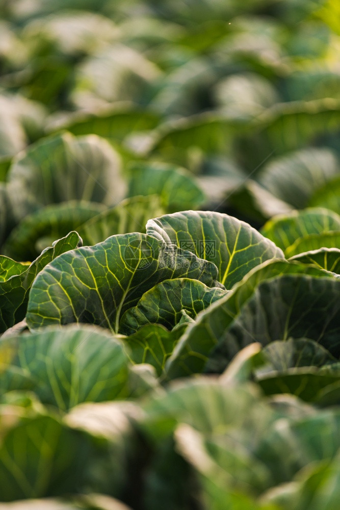 绿色卷心菜长在田里农业概念选择焦点图片