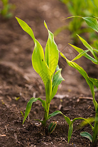 奥地利农耕田中成长的年轻玉米幼苗耕种农田中成长的年轻玉米幼苗图片