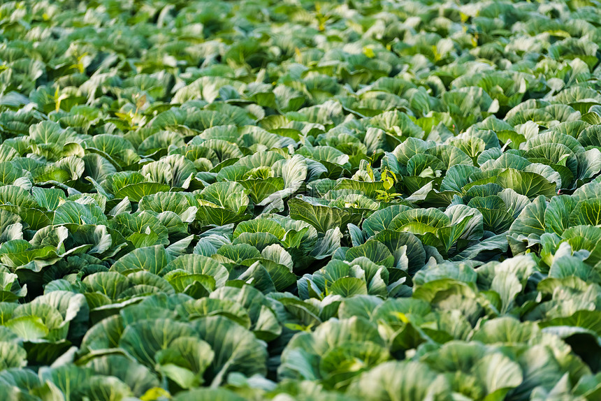 绿色卷心菜长在田里农业概念图片