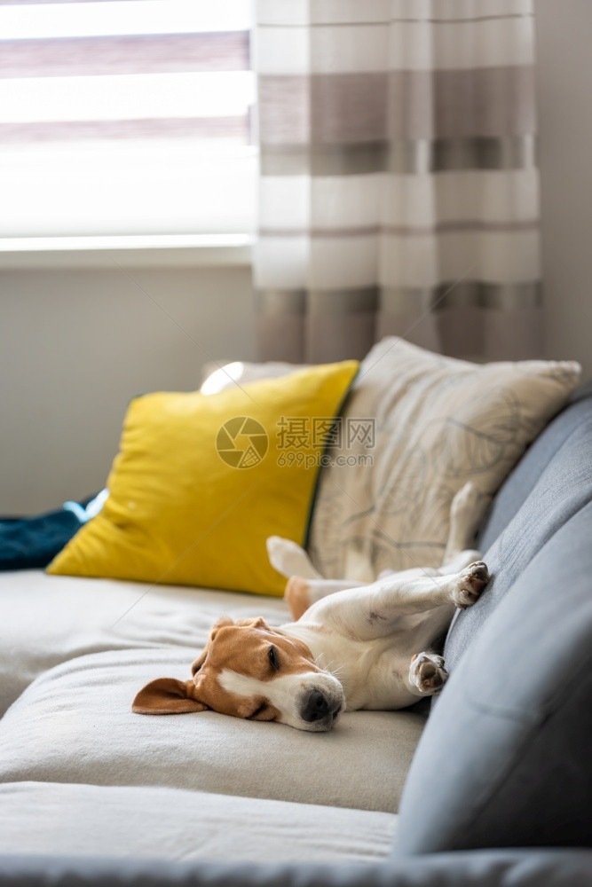 小猎犬睡着了以有趣的姿势休息一下漂亮的狗画像狗狗有趣的睡姿小猎犬睡着了以有趣的姿势休息一下漂亮的狗画像图片