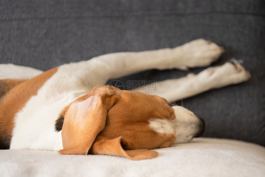 小猎犬睡着了以有趣的姿势休息一下漂亮的狗画像狗狗有趣的睡姿小猎犬睡着了以有趣的姿势休息一下漂亮的狗画像图片