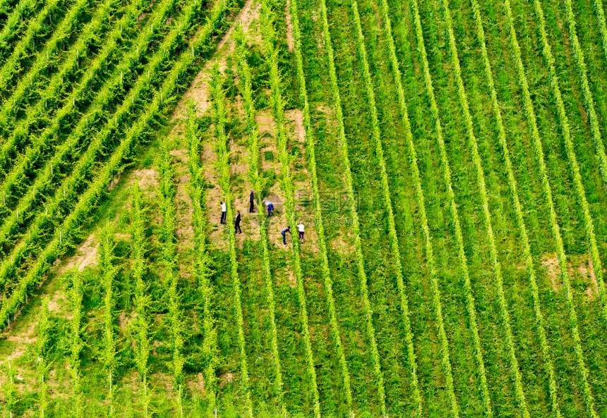 GamlitzSulztalAustria2018年6月3日收获前美丽的葡萄排景实地工作者各行农民奥地利SulztalGamli图片