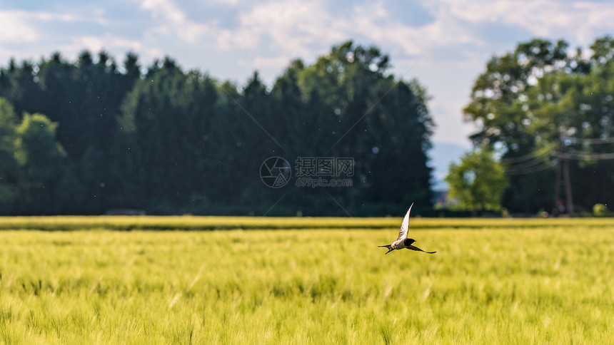 鸟儿飞越奥地利小麦田燕子飞越小麦田图片