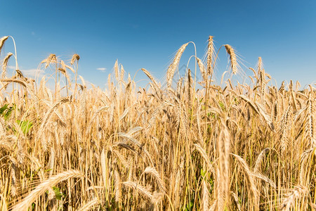 小麦耳朵和蓝天的景象小麦耳朵图片