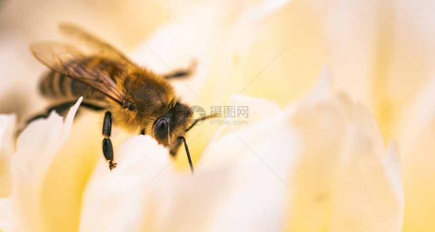 蜜蜂在亮白黄花朵上的蜜在工作的近距离蜜蜂在工作的近花朵在工作的近自然生态系统概念蜜蜂在亮白黄花上的近距离蜜蜂在工作的近距离花朵在图片