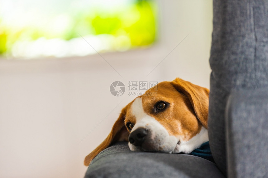 Beagle狗累了睡在一个舒适的沙发上有趣位置狗背景主题图片