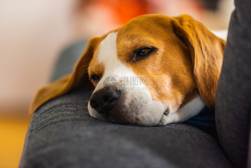 Beagle狗累了睡在一个舒适的沙发上有趣位置狗背景主题图片