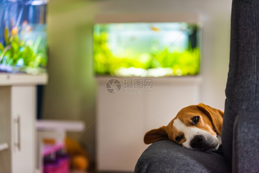 Beagle狗累了睡在一个舒适的沙发上有趣位置狗背景主题图片