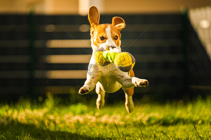 Tricolorbeagle狗抓着一个撕裂的玩具跑向相机在后院快乐的猎犬在阳光明媚的白天在绿草上寻欢作乐Tricolorbeag图片