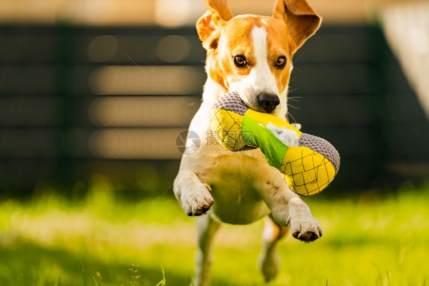 Tricolorbeagle狗抓着一个撕裂的玩具跑向相机在后院快乐的猎犬在阳光明媚的白天在绿草上寻欢作乐Tricolorbeag图片