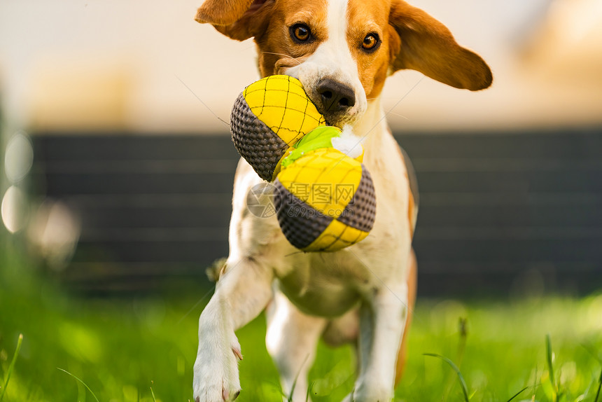 Tricolorbeagle狗抓着一个撕裂的玩具跑向相机在后院快乐的猎犬在阳光明媚的白天在绿草上寻欢作乐Tricolorbeag图片