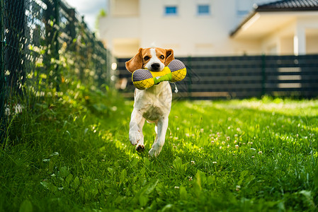 Tricolorbeagle狗抓着一个撕裂的玩具跑向相机在后院快乐的猎犬在阳光明媚的白天在绿草上寻欢作乐Tricolorbeag背景图片