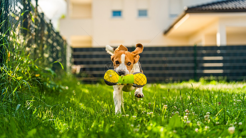 Tricolorbeagle狗抓着一个撕裂的玩具跑向相机在后院快乐的猎犬在阳光明媚的白天在绿草上寻欢作乐Tricolorbeag图片