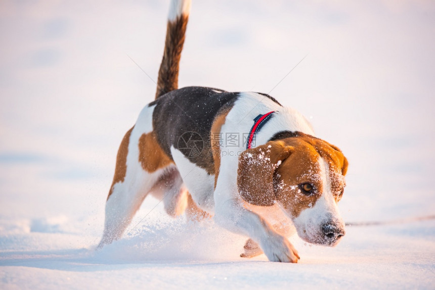 三色比格猎犬在冬天的深雪中嬉戏大自然中的快乐狗三色比格猎犬在冬天的深雪中嬉戏图片