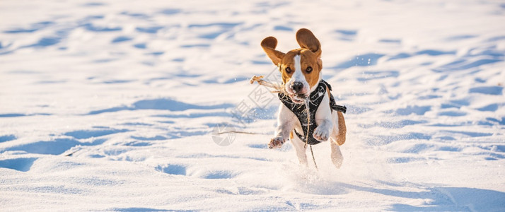 Tricolorbeagle狗在冬天的深雪中玩得开心自然界的快乐狗户外跑向摄像头Tricalbeagle狗在冬天的深雪中玩得开心图片