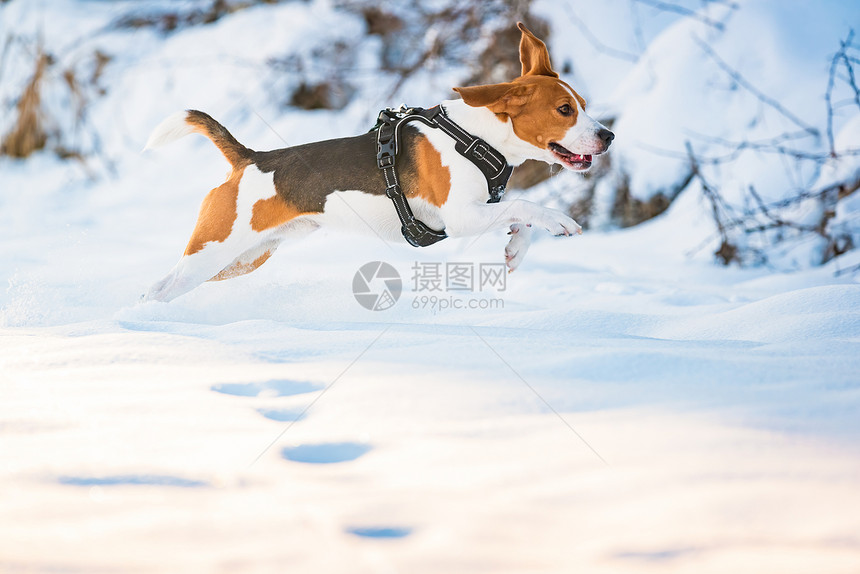 冬天狗在深雪中玩图片