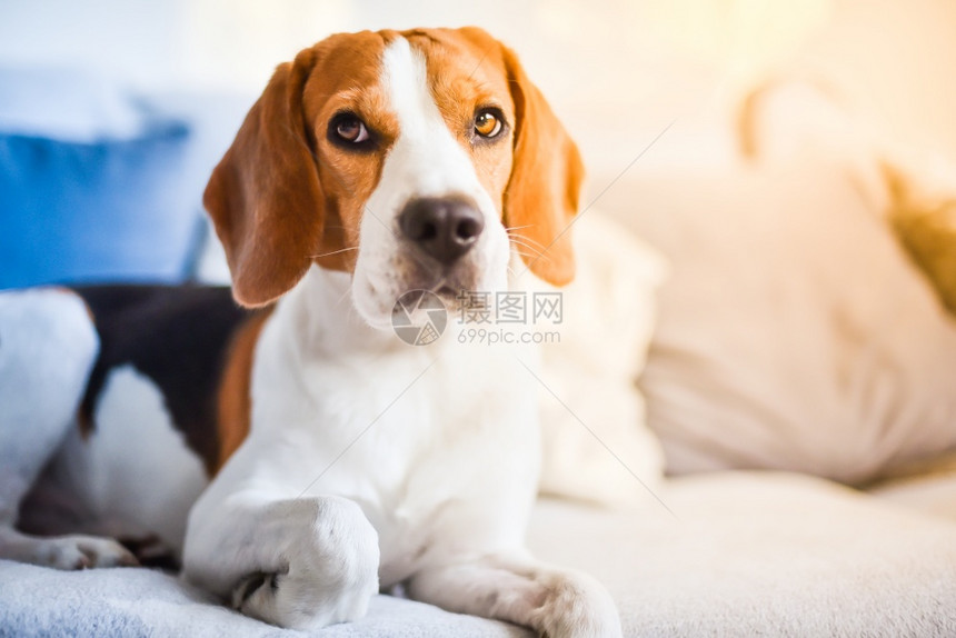 Beagle狗躺在沙发上向左看复制空间坐在地毯上图片