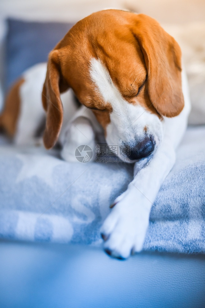 沙发上的小猎犬啃着腿上发痒的皮肤垂直照片宠物健康概念沙发上的小猎犬咬着腿上发痒的皮肤图片