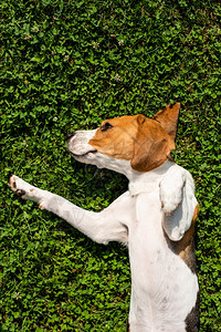 Beagle狗在草原上躺花园里太阳草地上野狗花园里图片