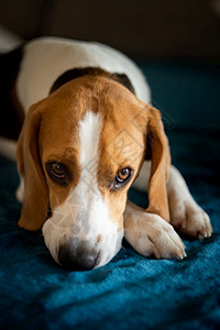 纯种比格犬躺在客厅沙发上纯种比格犬躺在客厅的沙发上图片