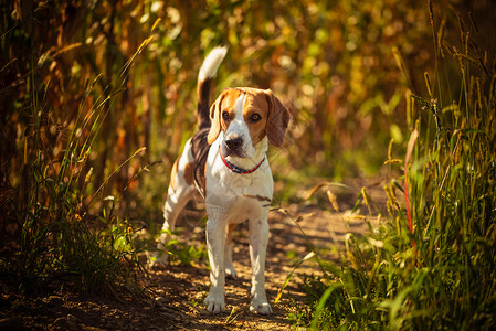阳光夏日狗站在高草地上比格尔宠物图片