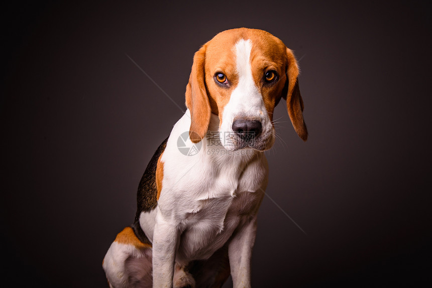 黑背景孤立演播室的比格尔狗肖像图片