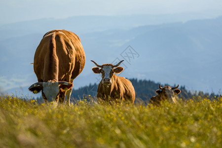 山地上的牛群图片