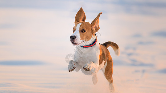 家养狗Beagle成年跑在雪地上图片