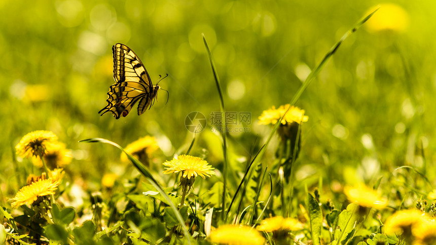 春草地上方的黄蝴蝶春草地上方的黄蝴蝶图片