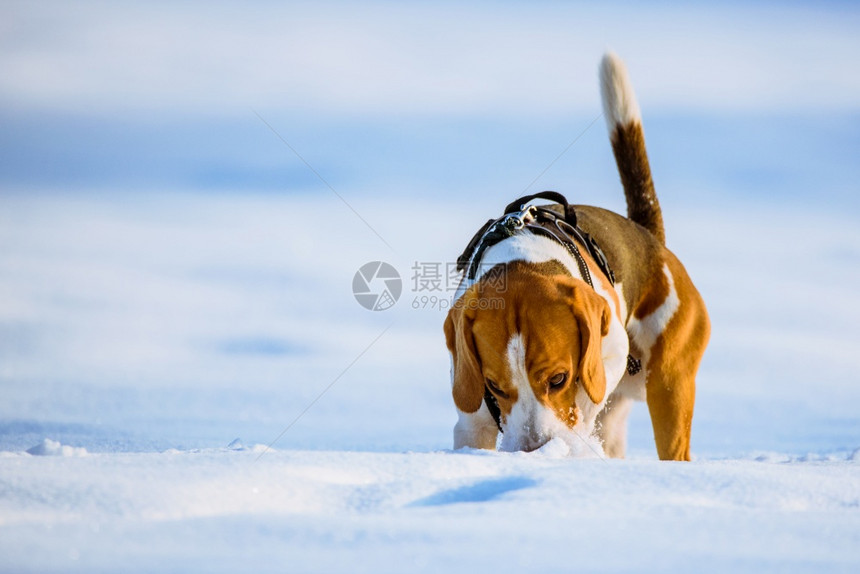 Beagle狗在Sunny霜冻日在冬季雪地上跑和玩背景Beagle狗在冬季雪地上跑和玩图片