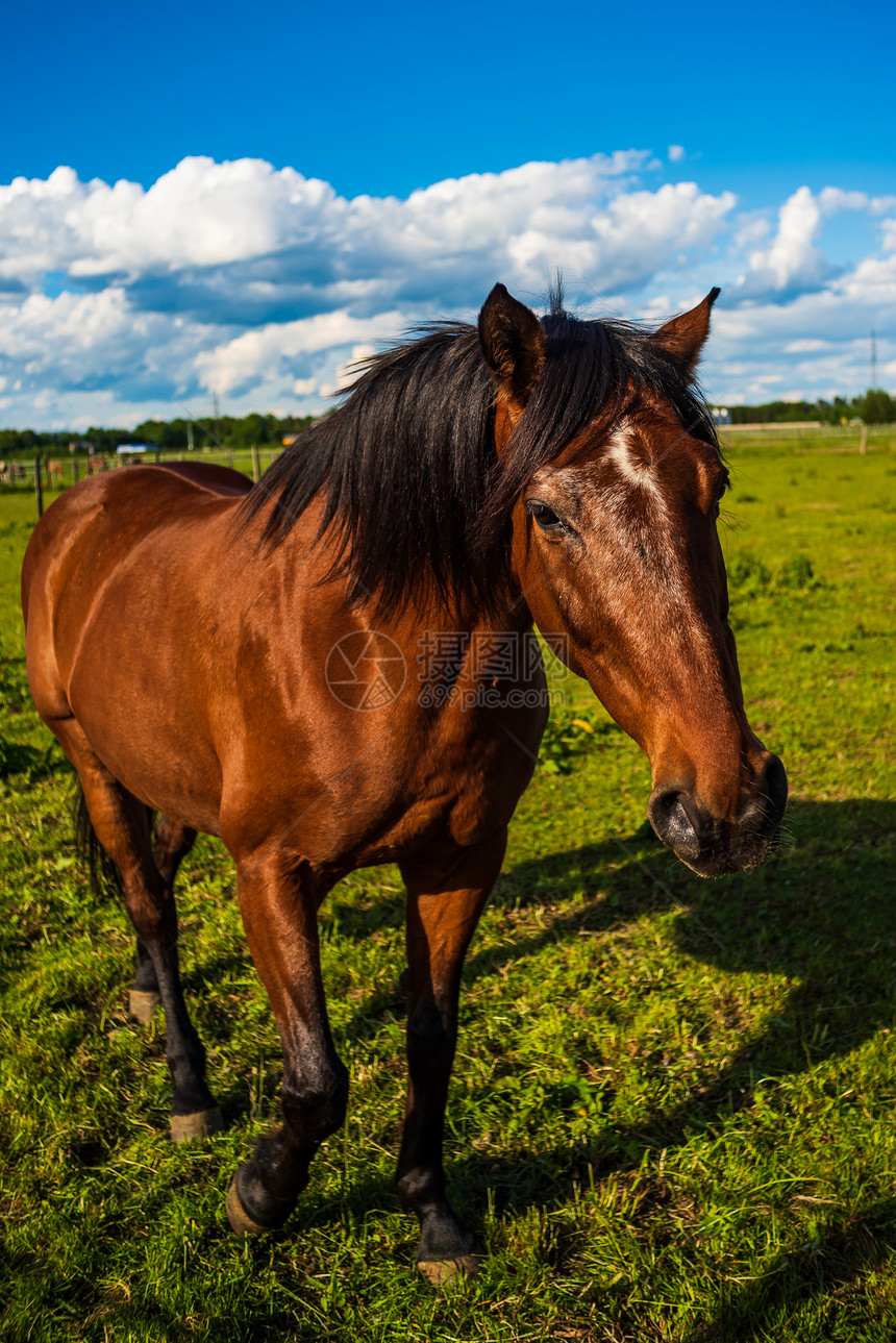 夏日阳光露天的美丽棕色马匹肖像绿色背景图片