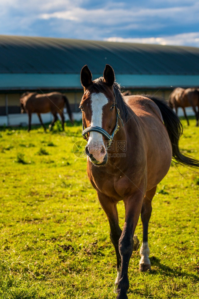 夏日在室外的阳光明媚青绿草地上放牧美丽的马匹向相机跑去背景马匹图片