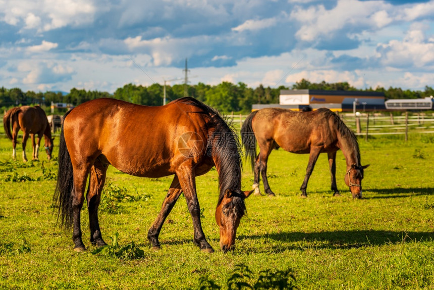 3匹美丽的马在青绿草地上放牧夏季在绿田露户外图片