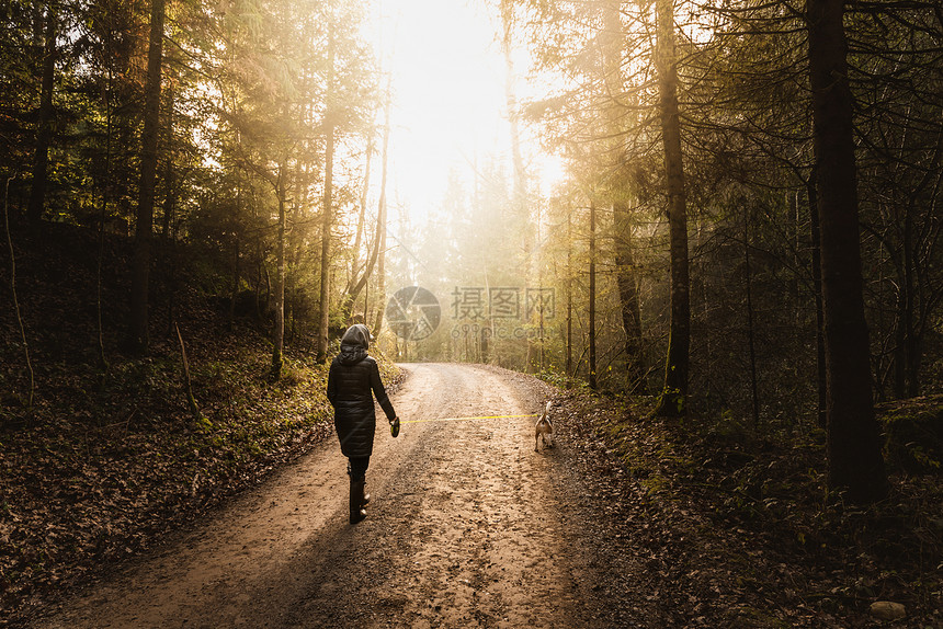 女孩在阳光下与小鸟狗一起走在森林道路上的皮带图片