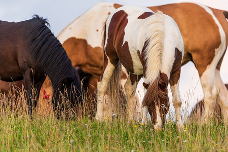 美丽的马匹在青草绿的牧场中放夏季在绿田露户外的夏月图片
