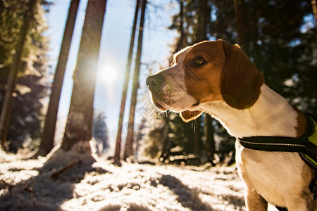 雪地森林里的比格尔狗冬天的太阳耀斑图片