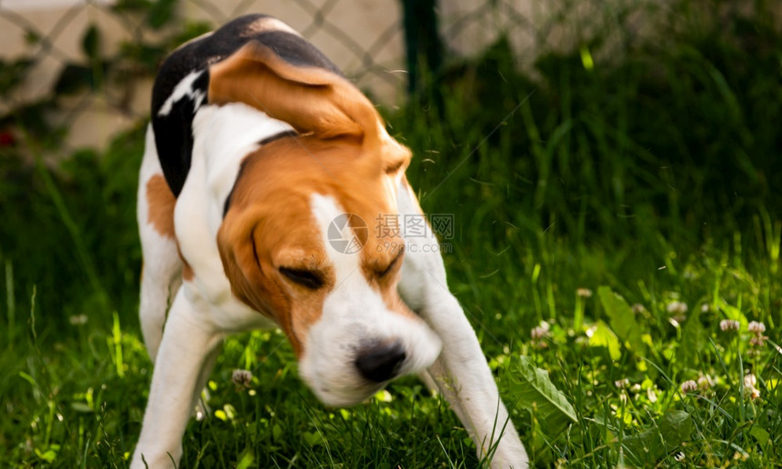 比格尔狗在绿草地上摇狗主题图片