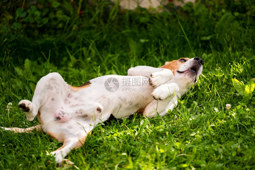 Triccarbeagle狗在草地上滚动夏日狗行为主题3ricolor图片