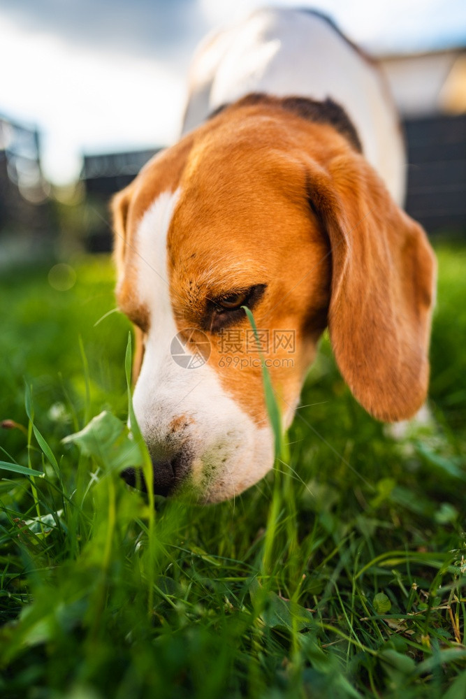 Tricolorbeagle狗吃草阳光明媚的夏日狗健康概念Tricolorbeagle狗吃草阳光明媚的夏日图片