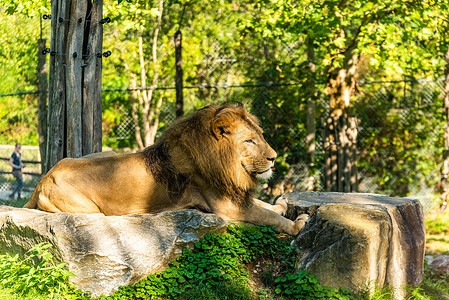 赫伯斯坦Stubenbergam见Styria奥地利Herberstein动物园中的雄狮子奥地利在太阳中休息背景