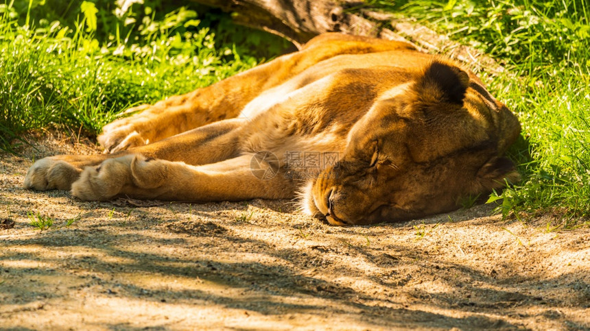 Stubenbergam见Styria奥地利Herberstein动物园中的雄狮子奥地利在太阳中休息图片