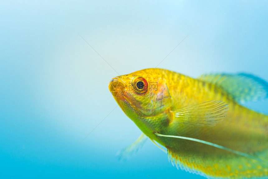 鱼缸中的金瓜拉米三氯加斯特合金鱼缸中的色瓜拉米三氯加斯特合金图片