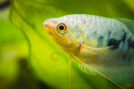 黄色的鱼OpalineGouramiTrichopodus热带水族馆鱼缸中的热带水族馆鱼背景
