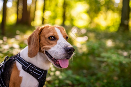 猎犬在阳光明媚的秋天森林里猎犬在寻找气味和听树林的声音猎犬概念图片