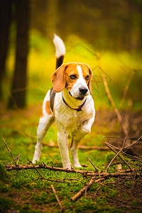 猎犬在阳光明媚的秋天森林里猎犬在寻找气味听树林的声音桑尼掉下来图片