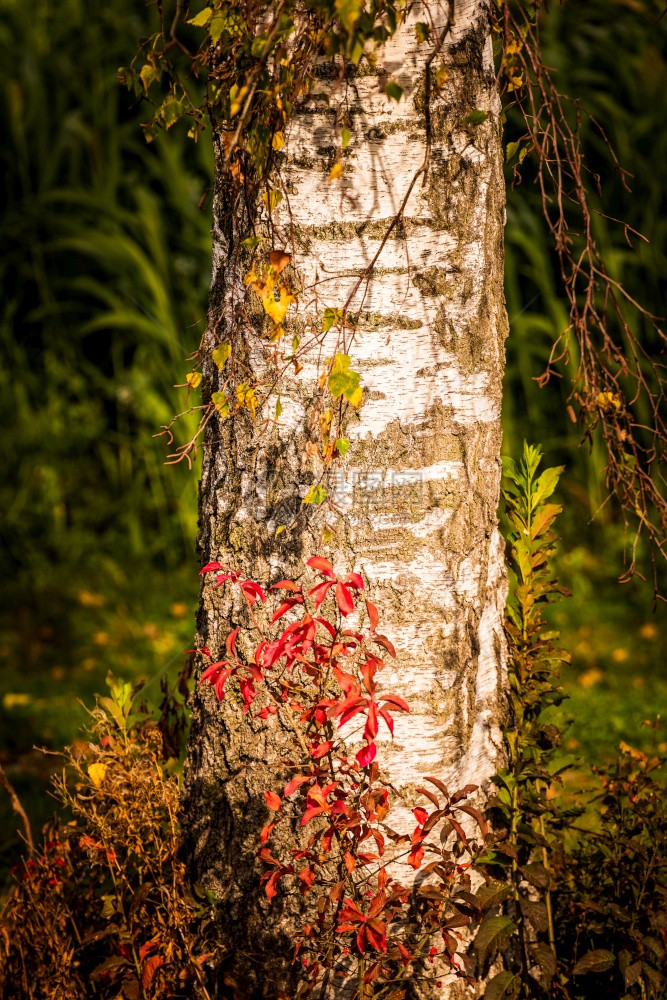秋天阳光下有红色植物覆盖的Birch树干垂直背景秋天阳光下有红色植物覆盖的Birch树干图片